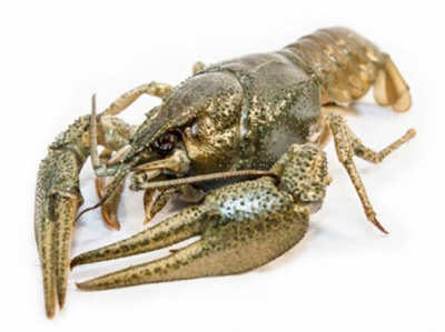 Злоупотребление алкоголем увеличивает риск рака